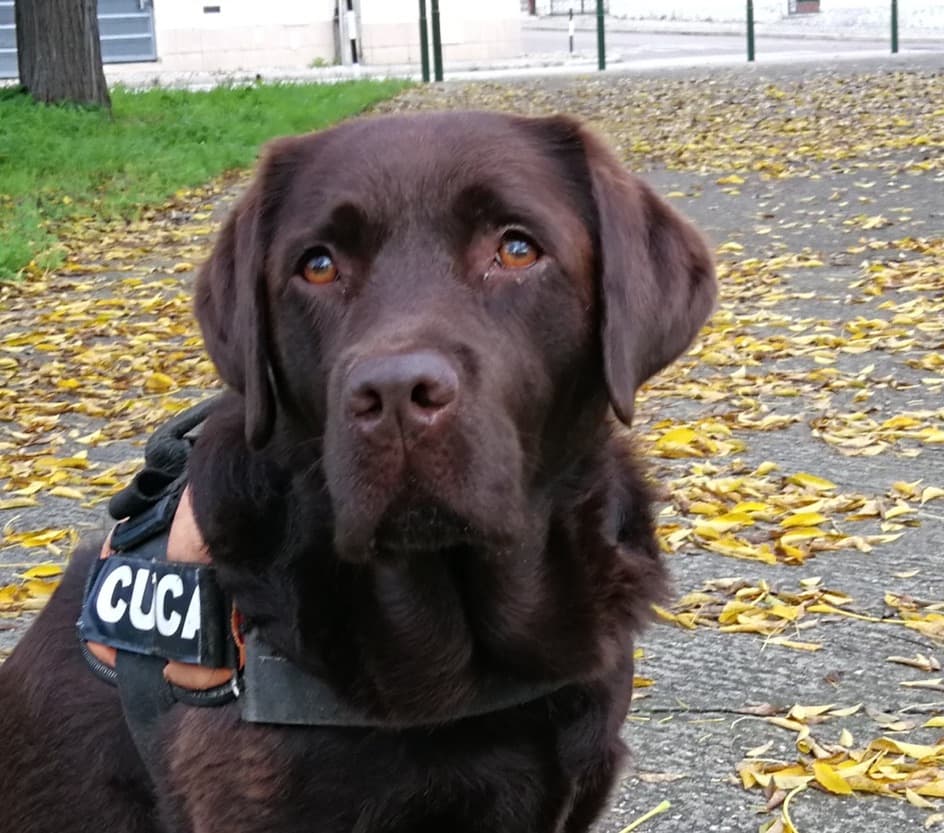 Cuca, embaixadora da Tail Time